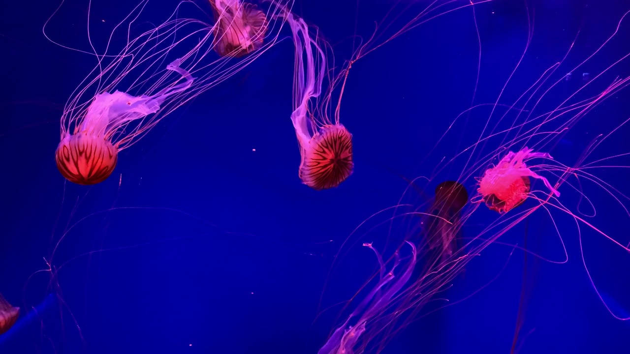 一群荧光水母在水族池中游泳。透明水母水下镜头，一只发光的水母在水中移动。海洋生物壁纸背景。视频素材