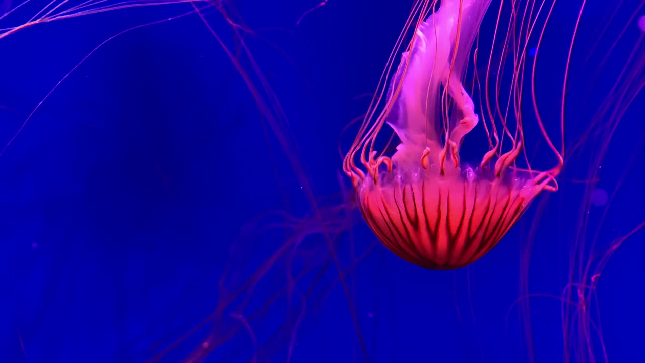 一群荧光水母在水族池中游泳。透明水母水下镜头，一只发光的水母在水中移动。海洋生物壁纸背景。视频素材