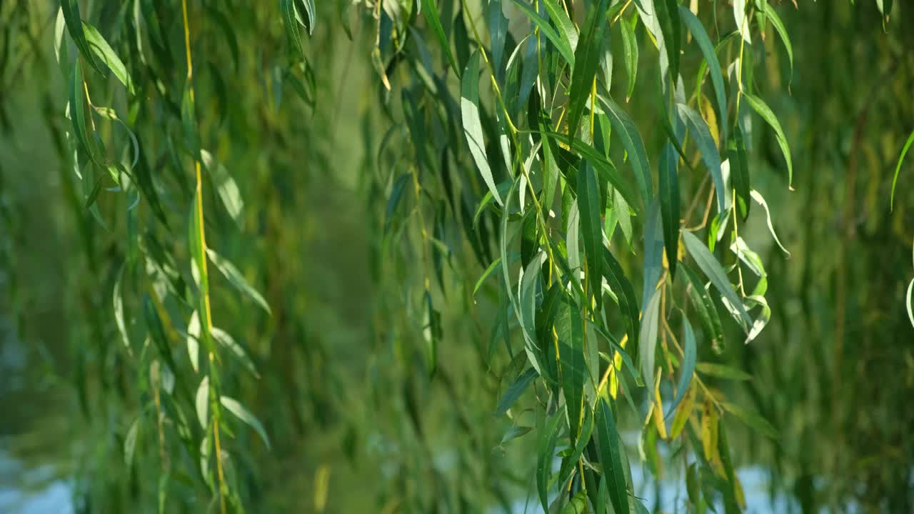 初秋池塘背景上的垂柳枝在风中特写。视频素材