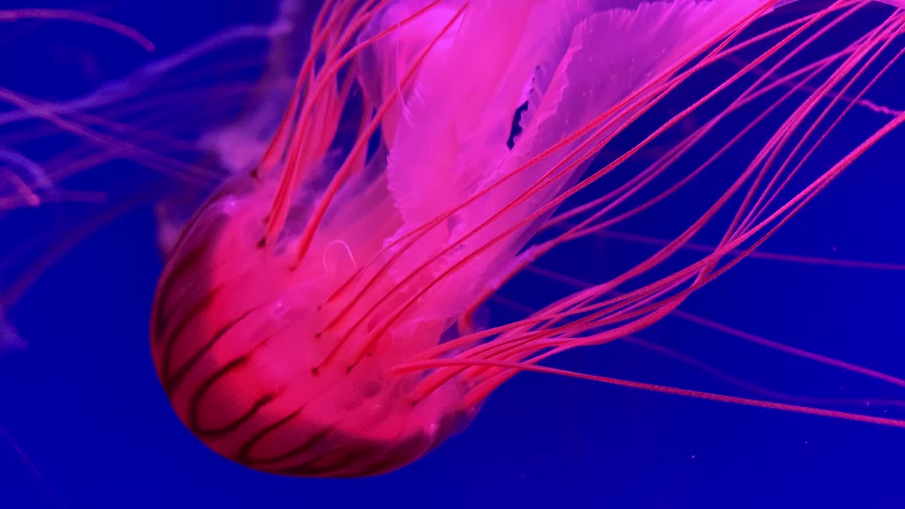 一群荧光水母在水族池中游泳。透明水母水下镜头，一只发光的水母在水中移动。海洋生物壁纸背景。视频素材