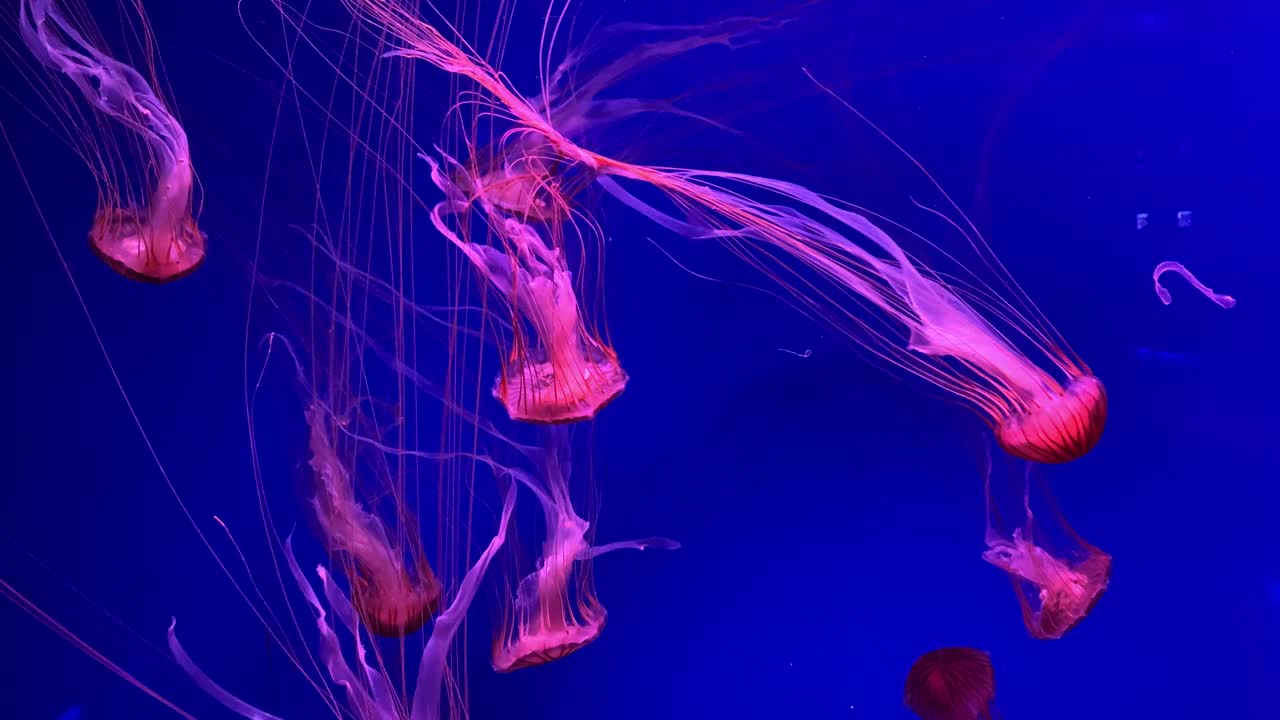 一群荧光水母在水族池中游泳。透明水母水下镜头，一只发光的水母在水中移动。海洋生物壁纸背景。视频素材