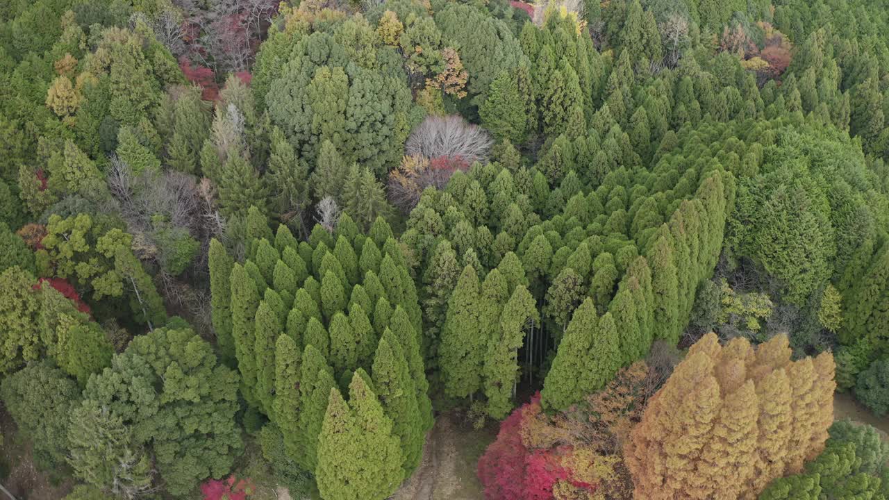 秋天大阪松林的宁静视频下载