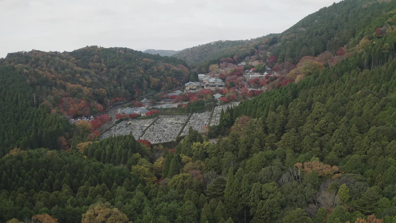 观赏大阪常绿松树的美丽秋景视频素材