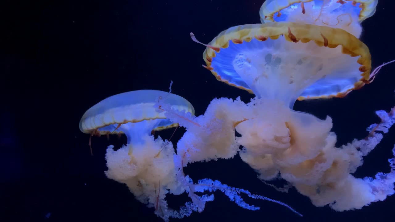 一群荧光水母在水族池中游泳。透明水母水下镜头，一只发光的水母在水中移动。海洋生物壁纸背景。视频素材