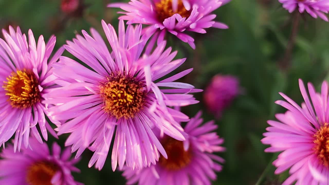 紫菀花生长特写。视频下载