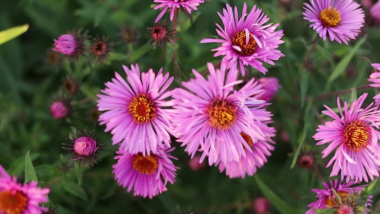 紫菀花生长特写。视频下载