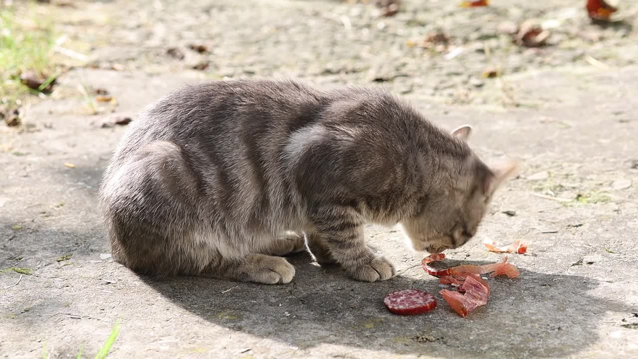 灰猫吃饱了，还吃了香肠视频下载