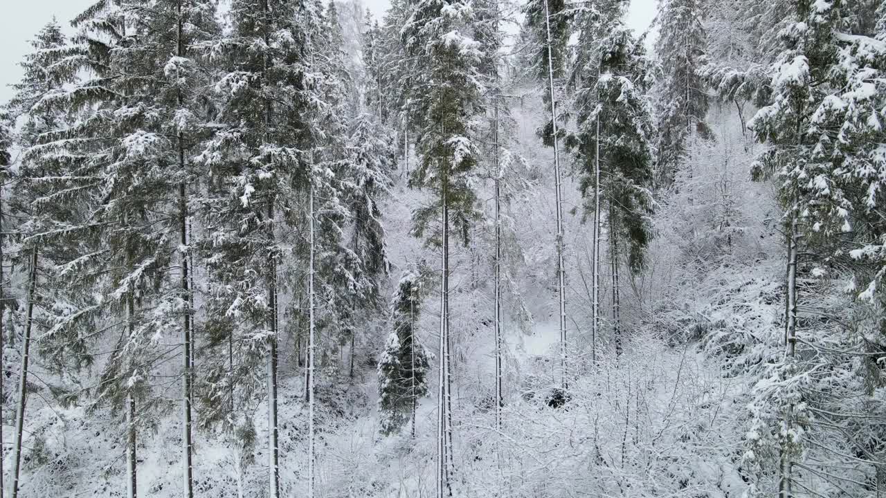 鸟瞰图的冰冻森林与积雪覆盖的树木在冬天。飞越冬季森林，俯视图。视频素材