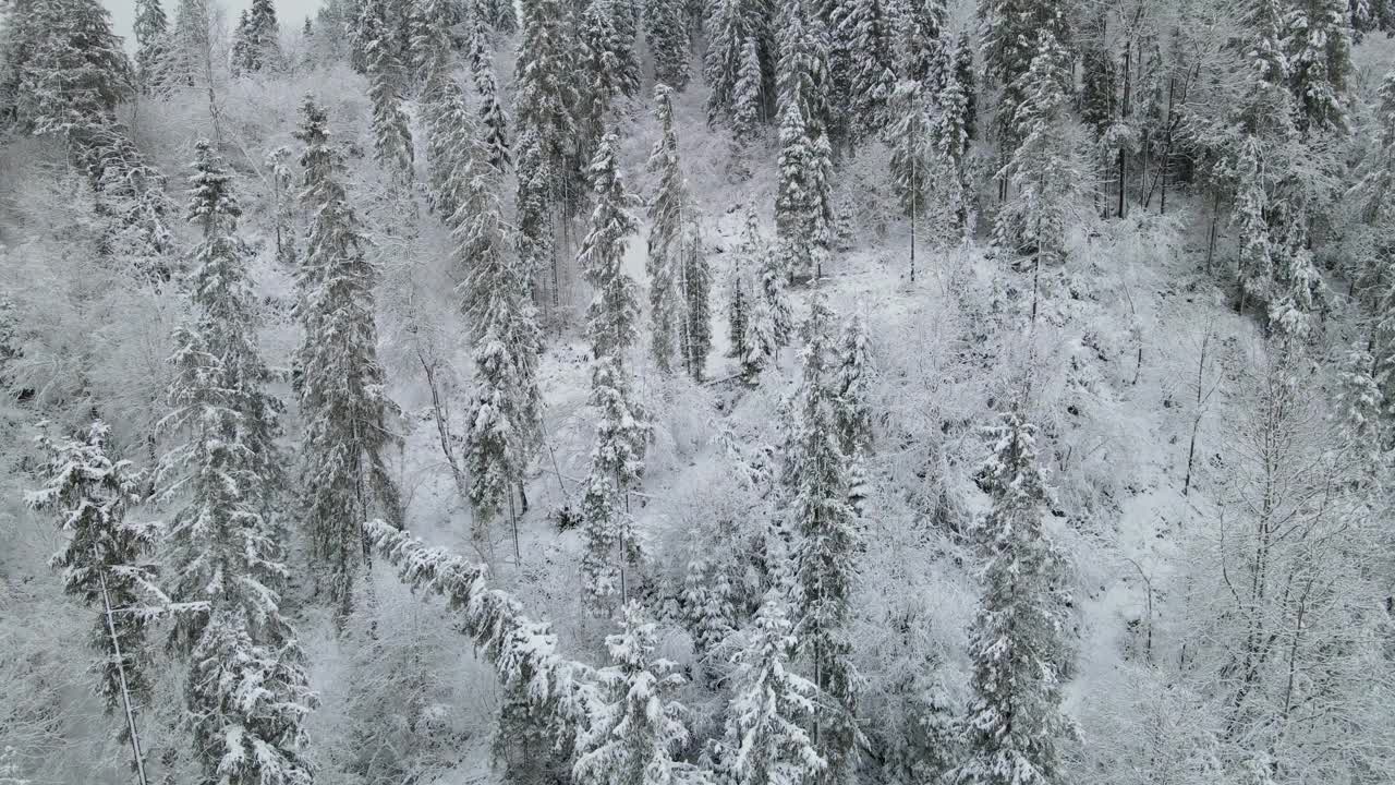 鸟瞰图的冰冻森林与积雪覆盖的树木在冬天。飞越冬季森林，俯视图。视频素材