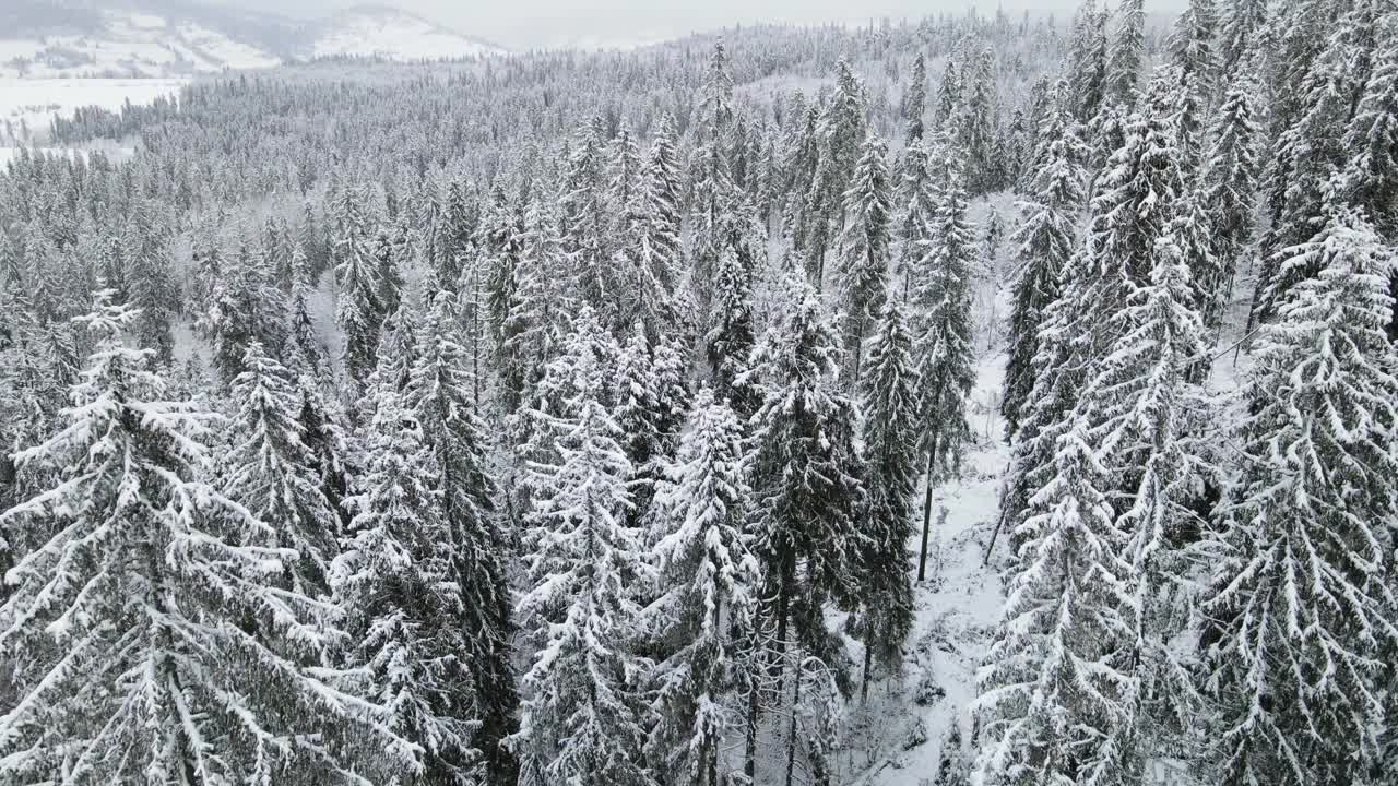 鸟瞰图的冰冻森林与积雪覆盖的树木在冬天。飞越冬季森林，俯视图。视频素材