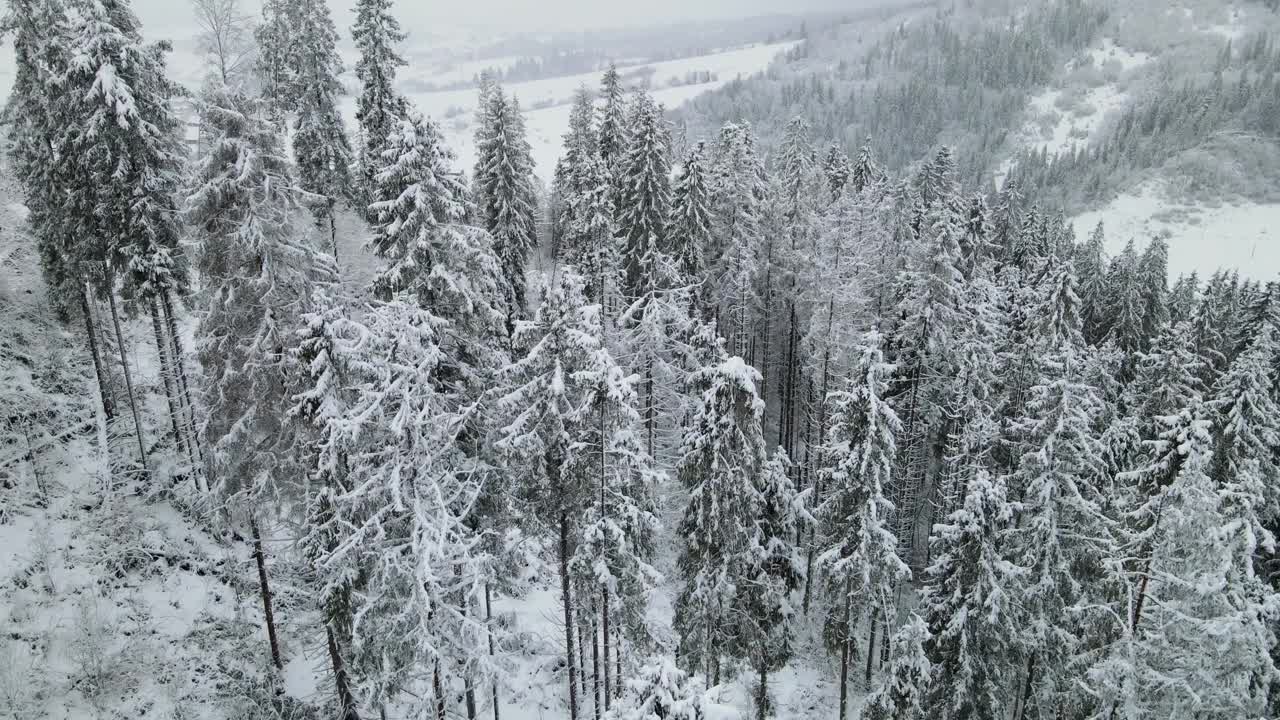 鸟瞰图的冰冻森林与积雪覆盖的树木在冬天。飞越冬季森林，俯视图。视频素材