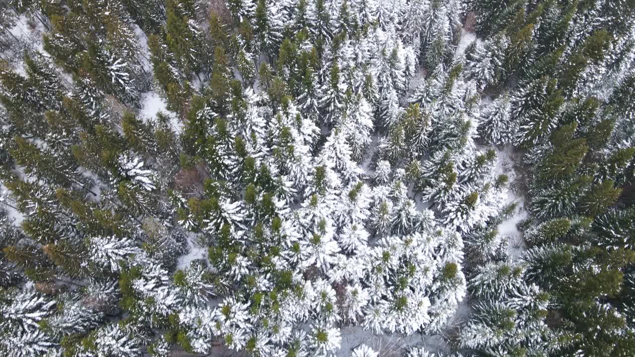 鸟瞰图的冰冻森林与积雪覆盖的树木在冬天。飞越冬季森林，俯视图。视频素材