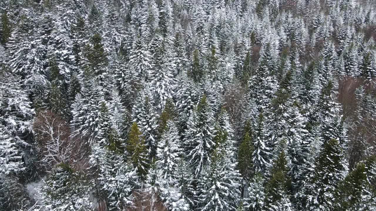 鸟瞰图的冰冻森林与积雪覆盖的树木在冬天。飞越冬季森林，俯视图。视频素材