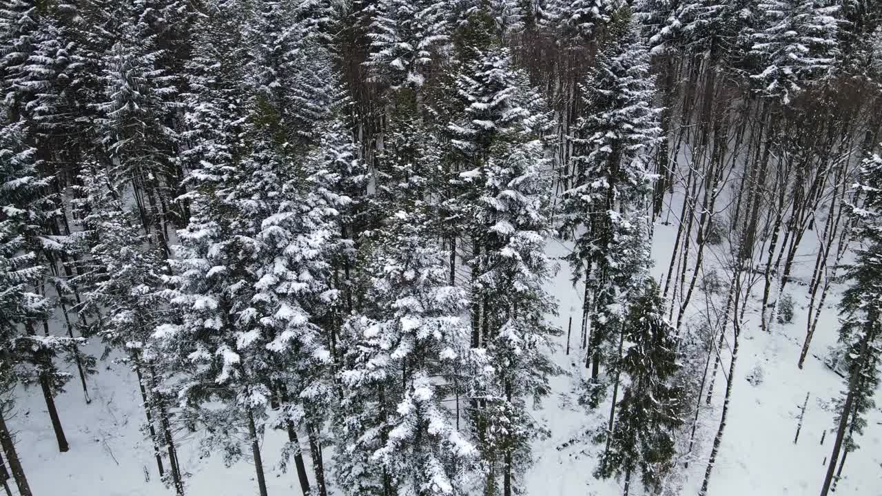 鸟瞰图的冰冻森林与积雪覆盖的树木在冬天。飞越冬季森林，俯视图。视频素材