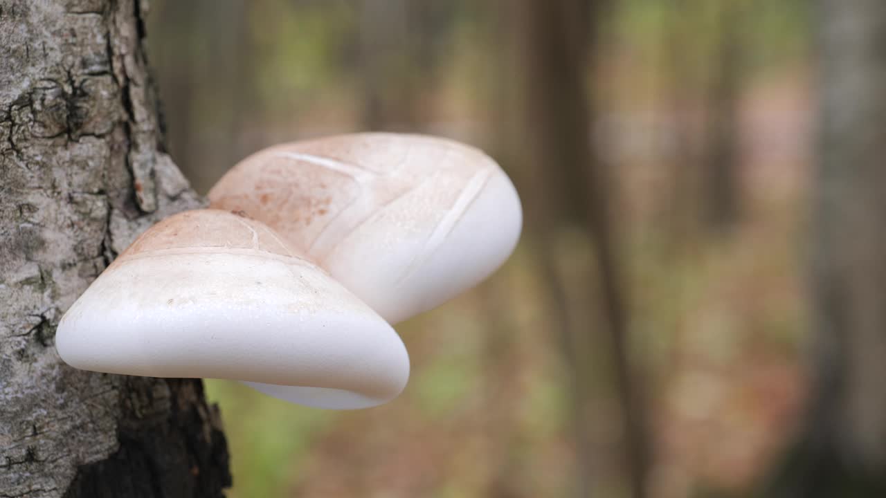 蘑菇，桦树多孔，生长在秋天森林的树干上。(Piptoporus betulinus)。视频素材