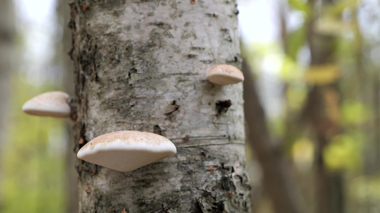 蘑菇，桦树多孔，生长在秋天森林的树干上。(Piptoporus betulinus)。视频素材