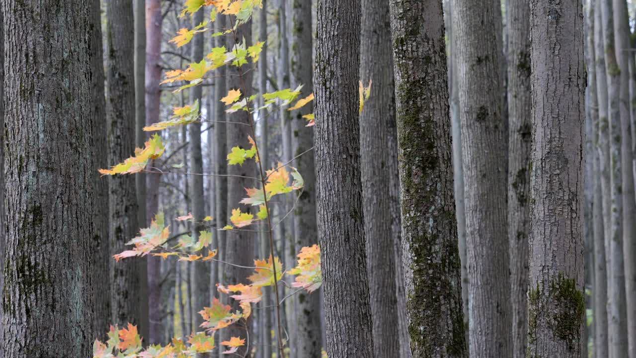 森林里的秋天。树干间的黄枫树枝。视频素材