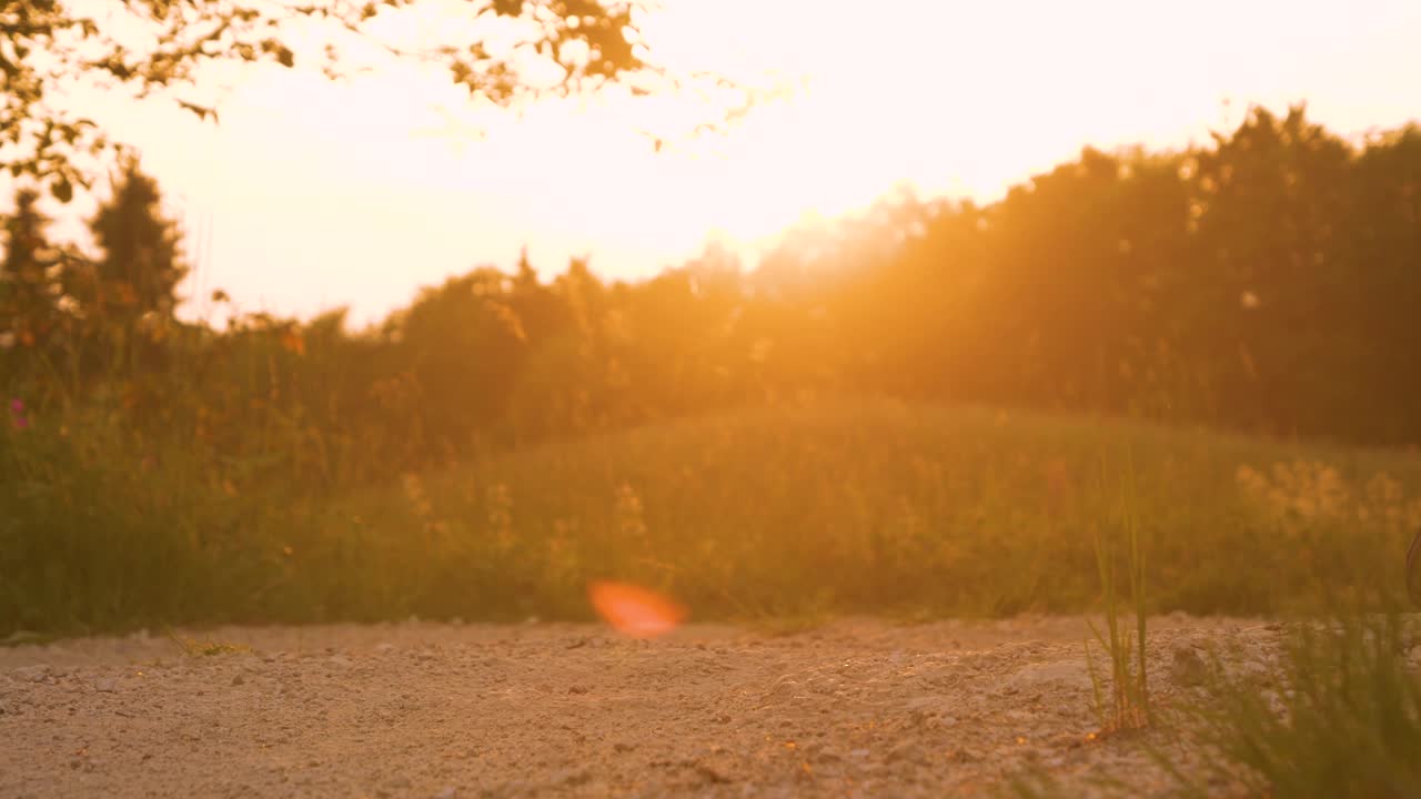 镜头光圈，DOF:在金色的夕阳下，牧羊犬在砾石路上大步前进视频素材