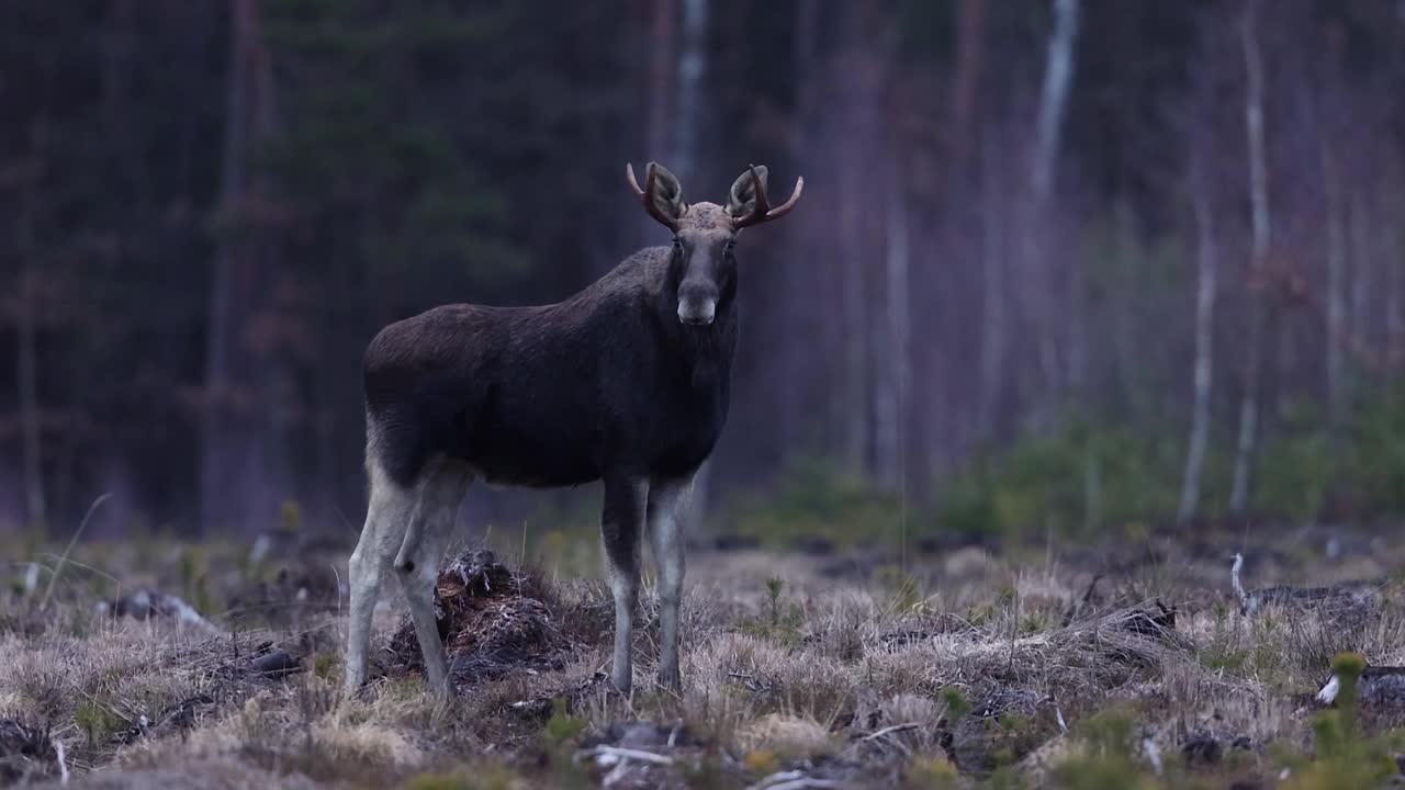 驼鹿(Alces Alces)视频下载