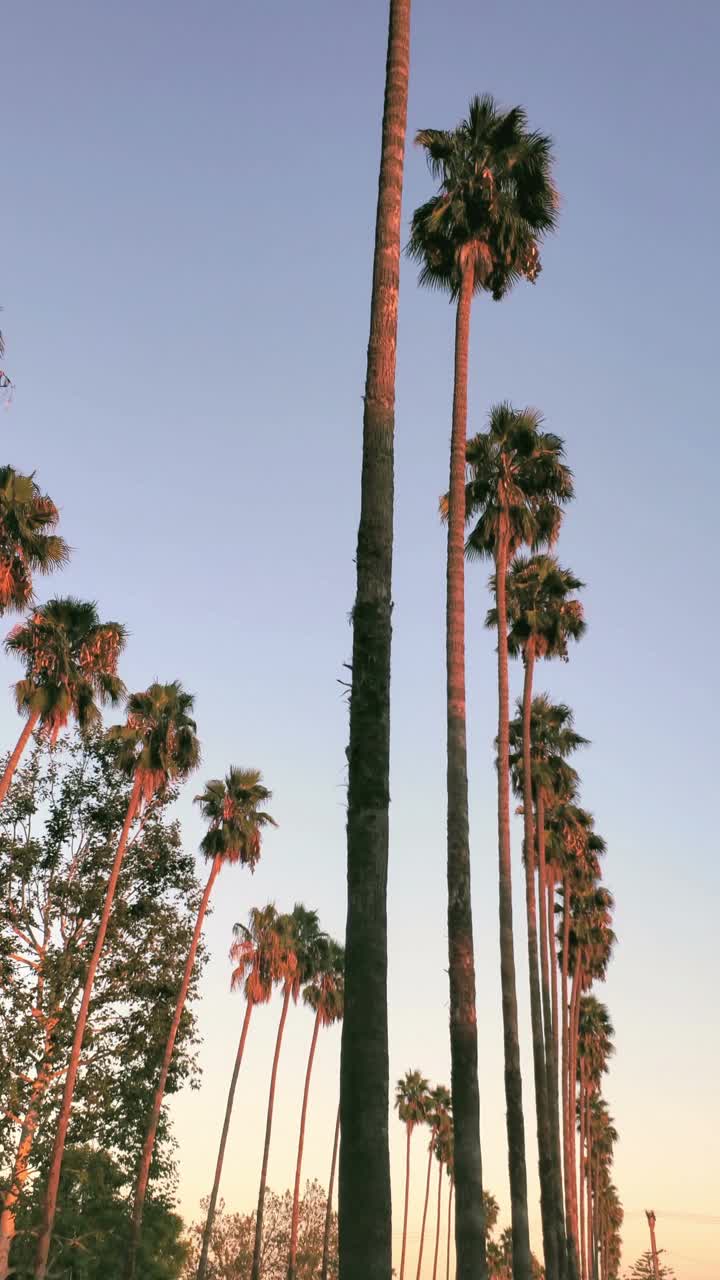 夕阳下的棕榈树，蓝天的背景视频下载