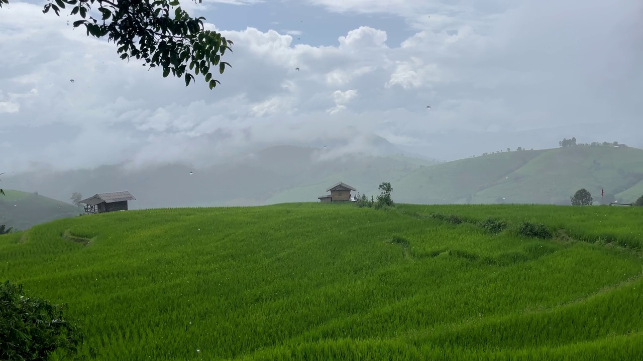 绿油油的稻田伴着雨水视频素材