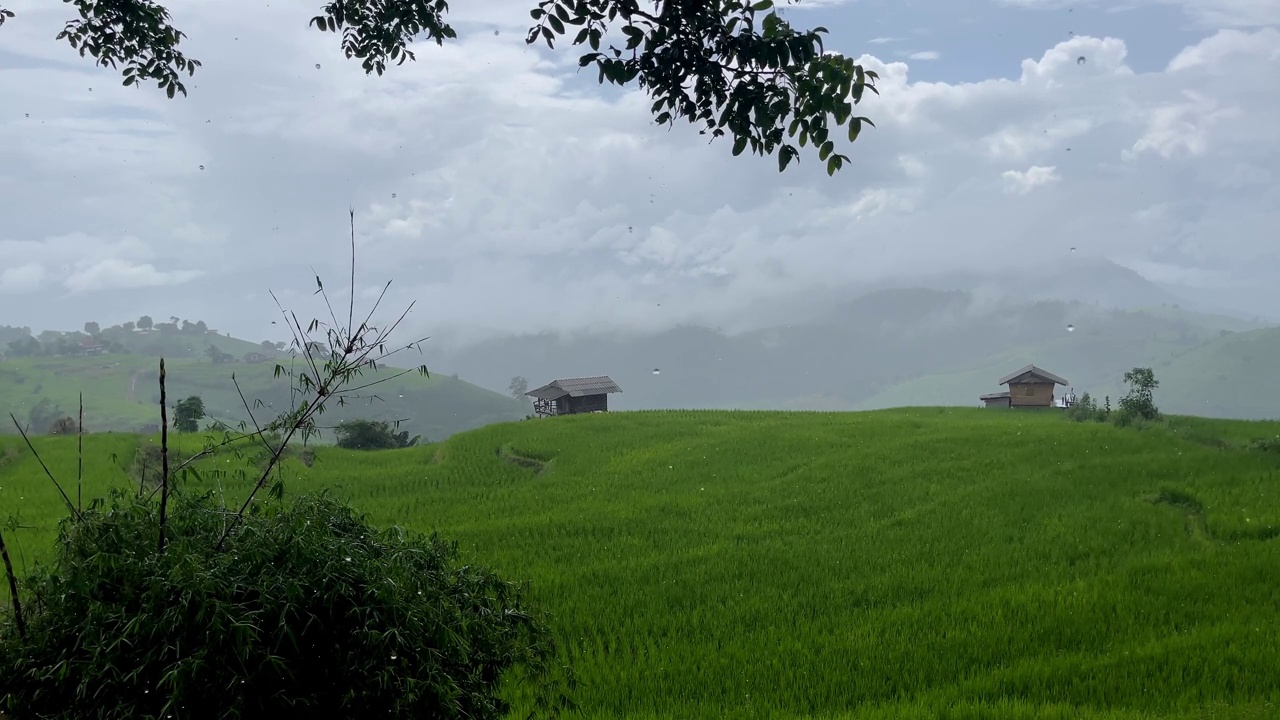绿油油的稻田伴着雨水视频素材