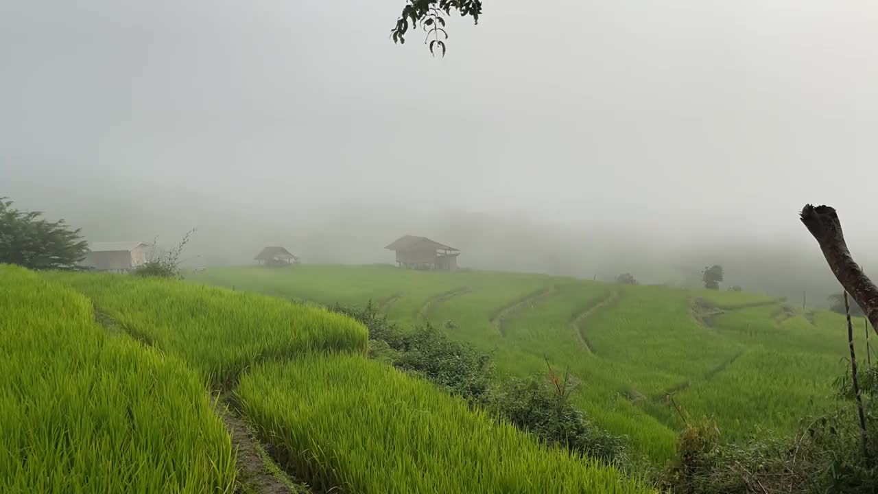 雾气弥漫的绿色稻田视频素材