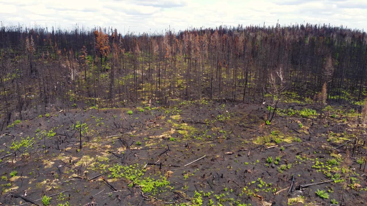 森林火灾后死亡的黑色植被，绿色的新鲜灌木，空中视频素材