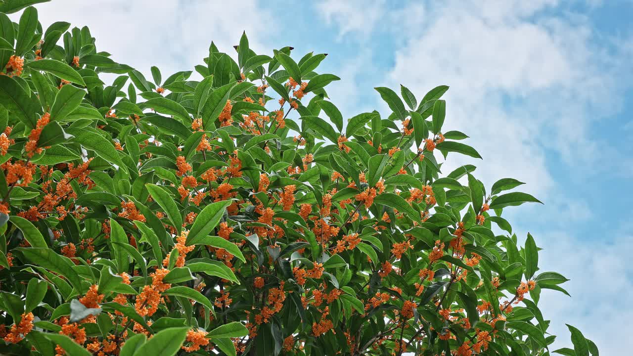 在阳光明媚的日子里，树上盛开的桂花在风中摇曳视频素材