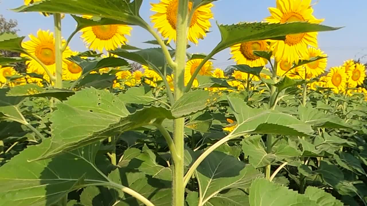 向日葵在田野泰国视频素材