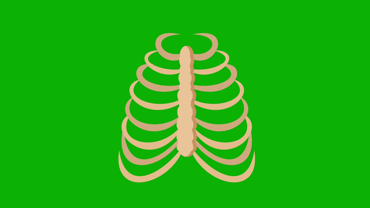 卡通胸腔解剖。绿幕动画，4K视频素材