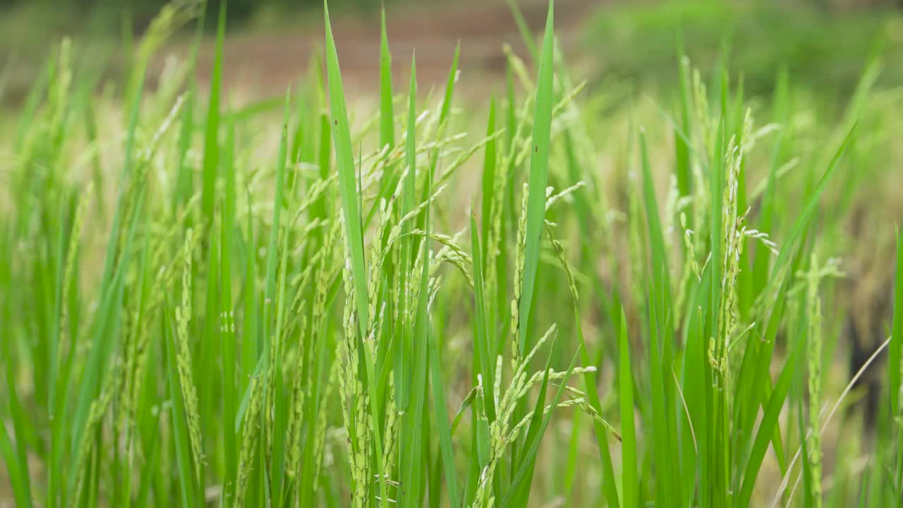 风中的绿米视频素材