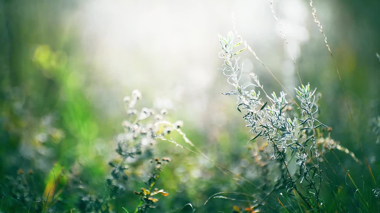 夕阳下森林里的绿草。视频素材