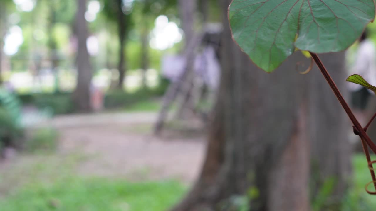 生长在热带雨林大树周围的藤蔓植物。视频素材