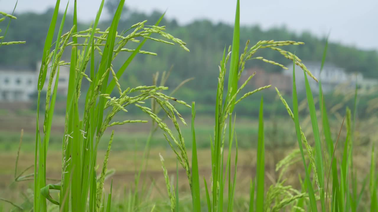 绿色的水稻和农村的房子视频素材