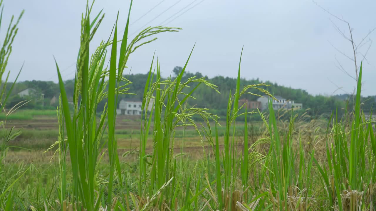 绿色的水稻和农村的房子视频素材