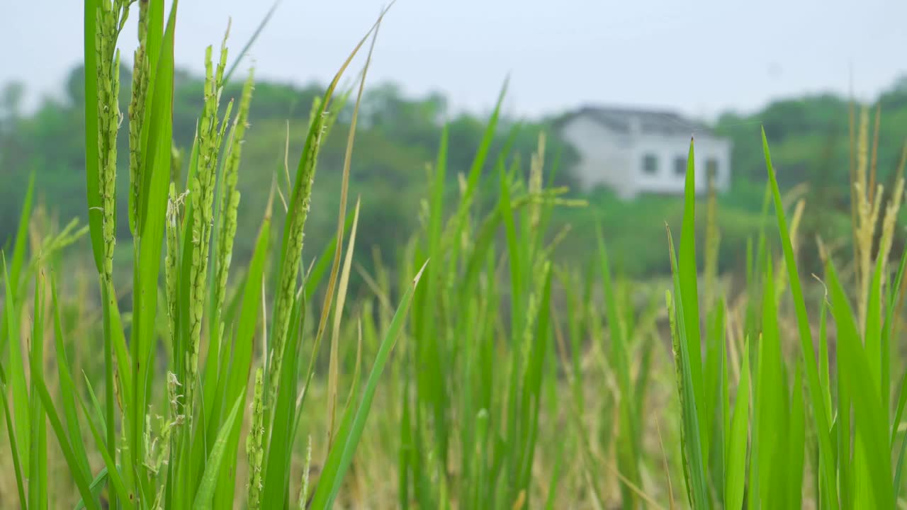 绿色的水稻和农村的房子视频素材