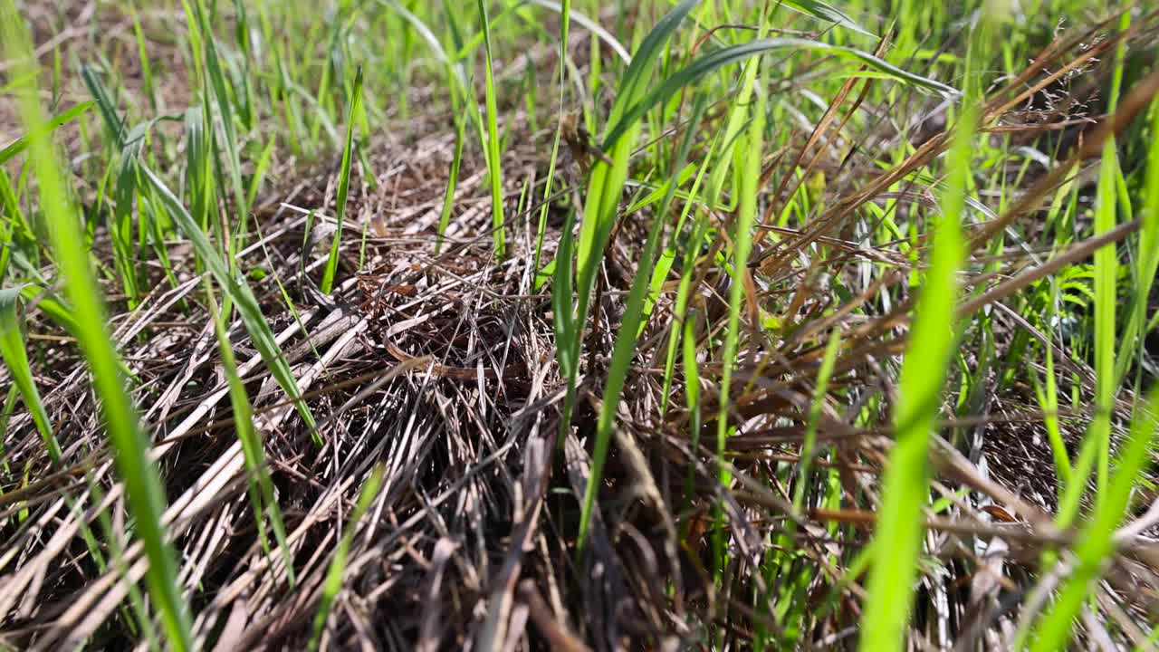 干燥的割草和生长在夏天的绿草视频素材