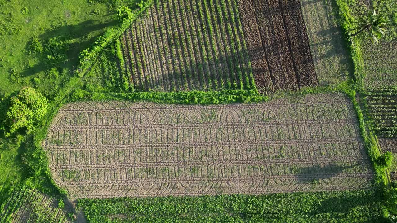 菲律宾卡坦多内斯维拉克的农田和种植园鸟瞰图——无人机拍摄视频素材