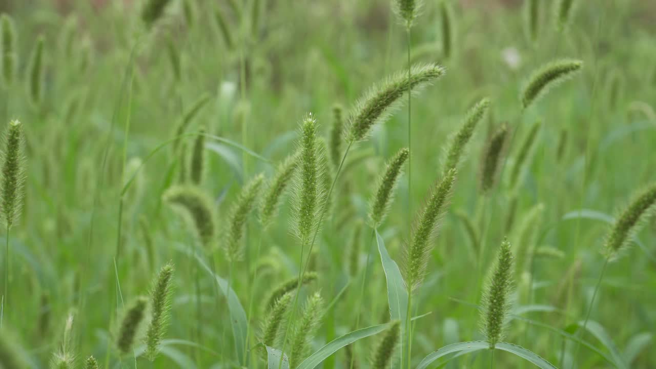 迎风摇曳的狗尾草视频下载