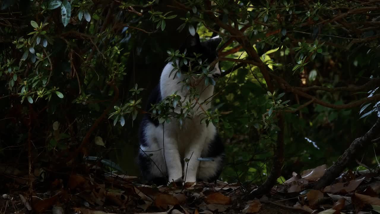 一只流浪猫躲在树枝上听我们说话视频素材