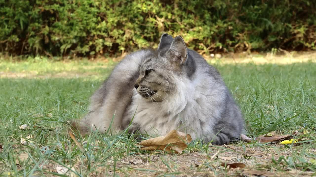 流浪猫在草地上休息视频下载