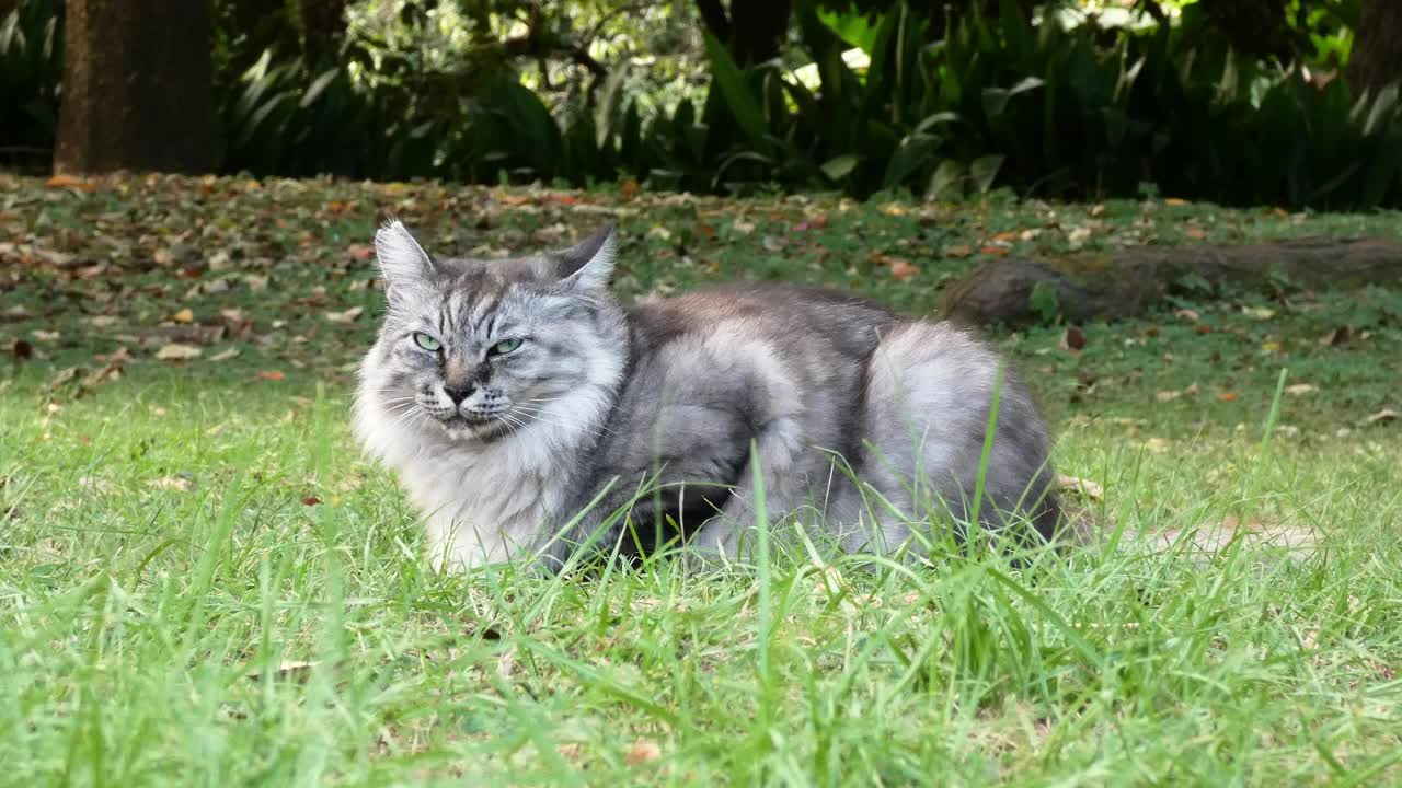 流浪猫在草地上休息视频下载