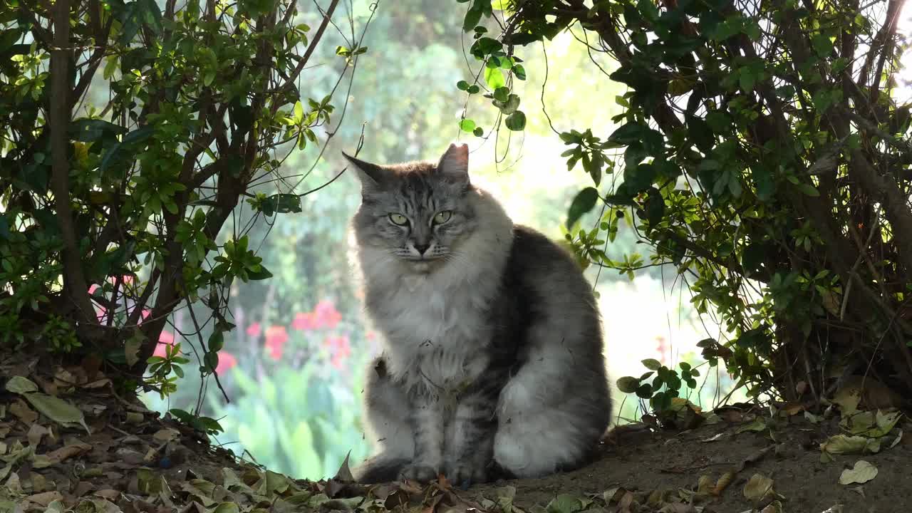 一只流浪猫躺在树林里视频下载