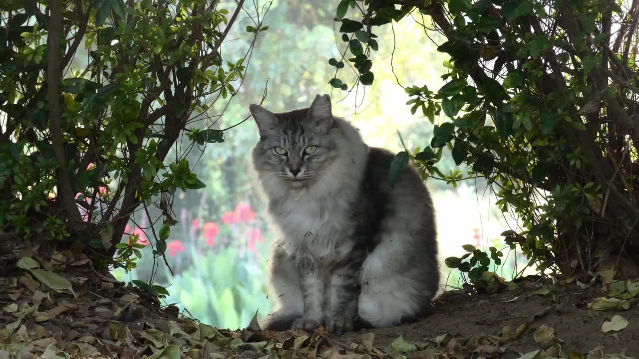 坐在树中间的流浪猫视频素材