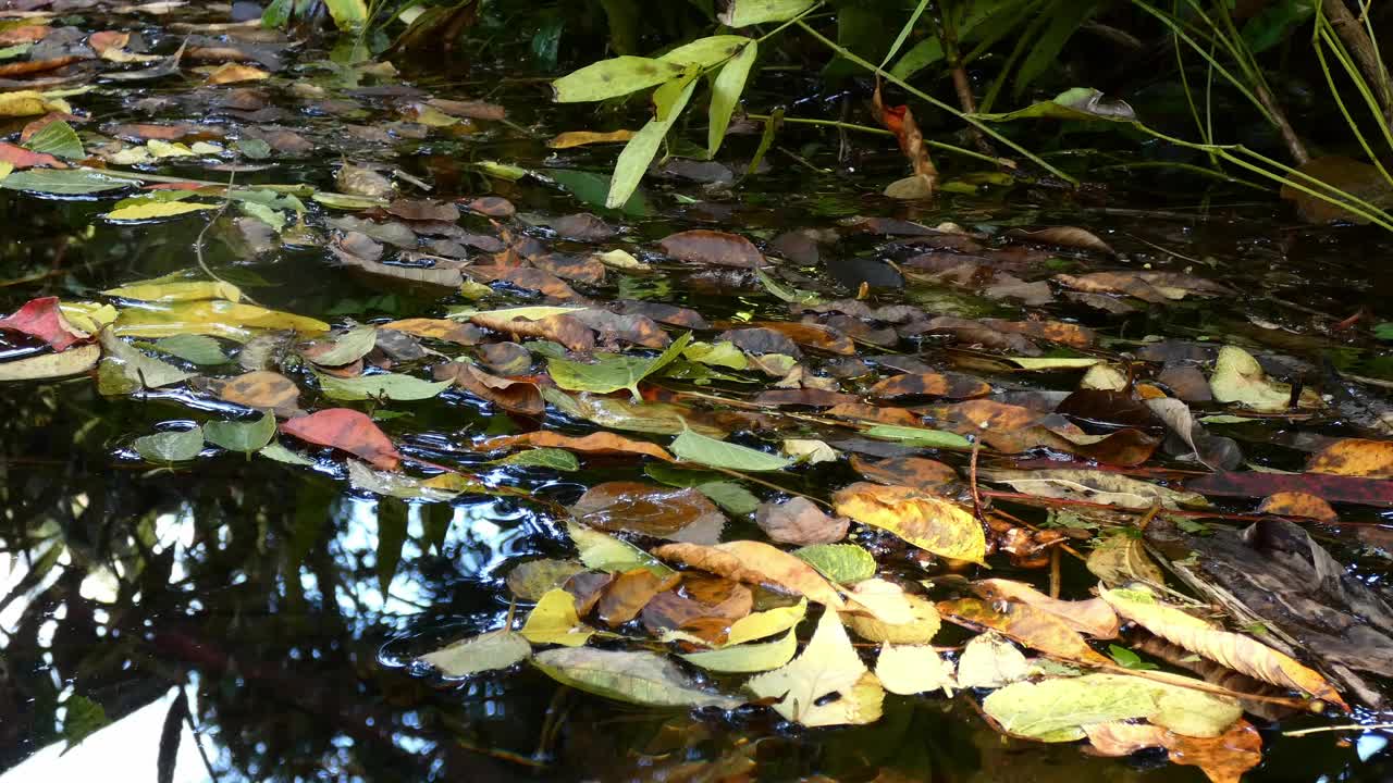 漂浮在水面上的树叶视频下载