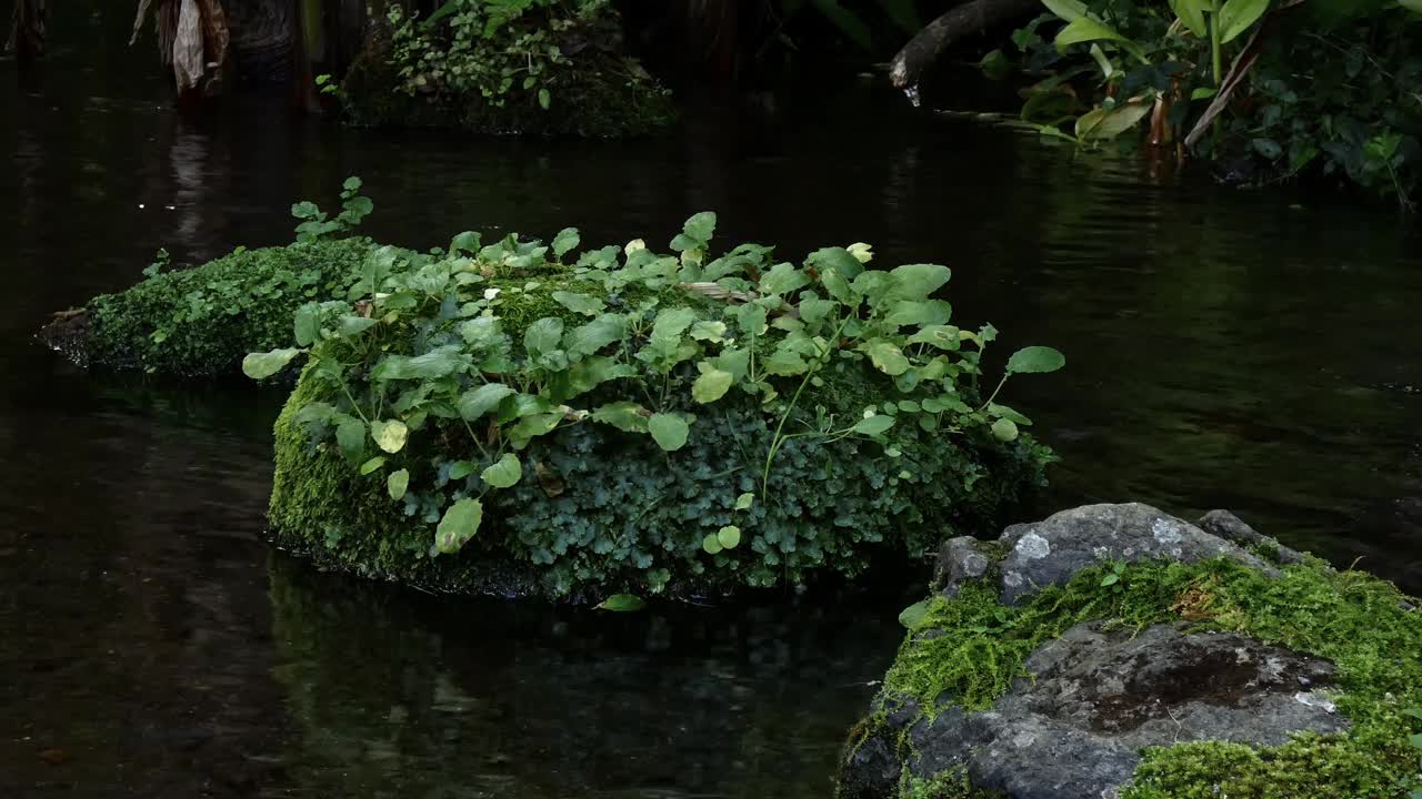 河里的石头上长着植物视频下载