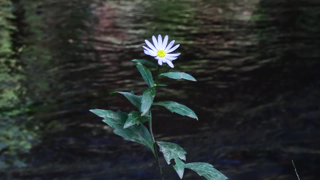 河边盛开着一朵花视频下载