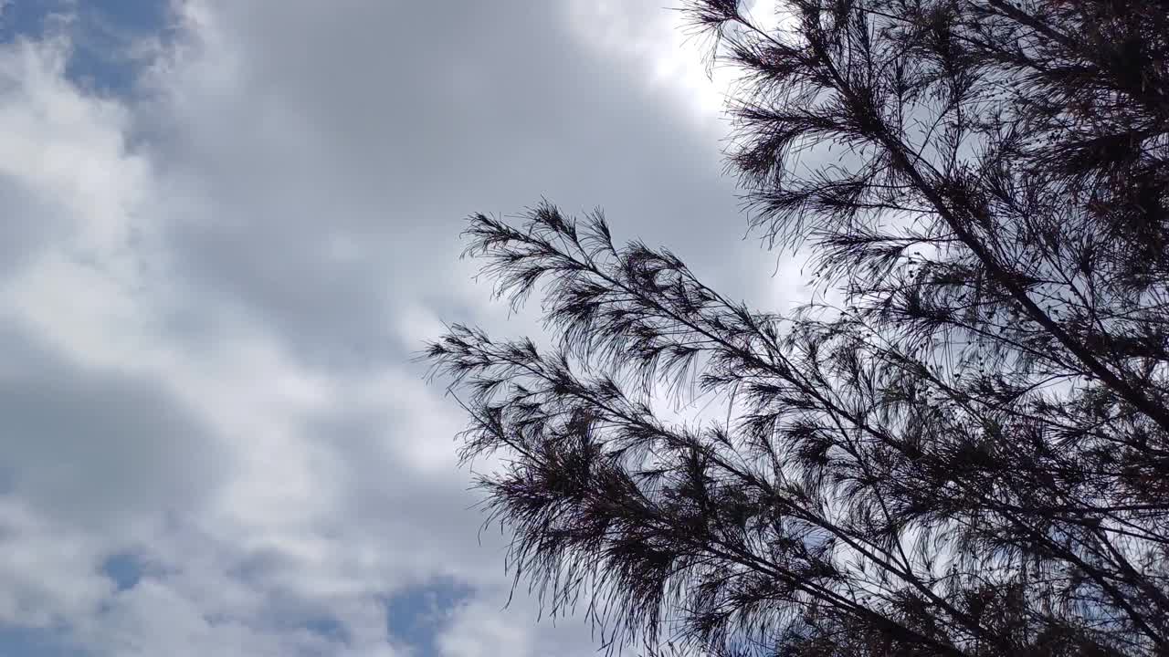 从上到下的倾斜平移运动的Ca Na海滩，宁顺，越南。海浪在岩石上溅起泡沫，海风吹得树木摇摆。视频素材