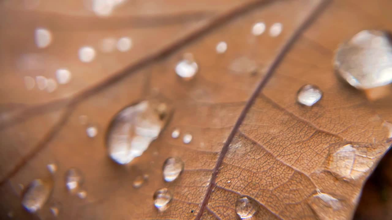 微距视频的雨滴落在橘黄色的叶子上，秋天的季节。天气季节性变化，自然后雨。澳大利亚墨尔本，卡尔顿花园视频下载